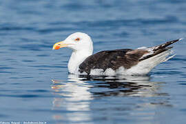 Great Black-backed Gull