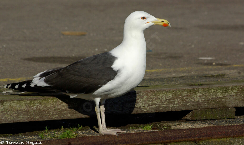 Goéland marin, identification