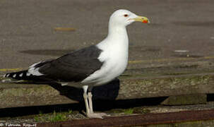 Great Black-backed Gull