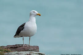 Great Black-backed Gull