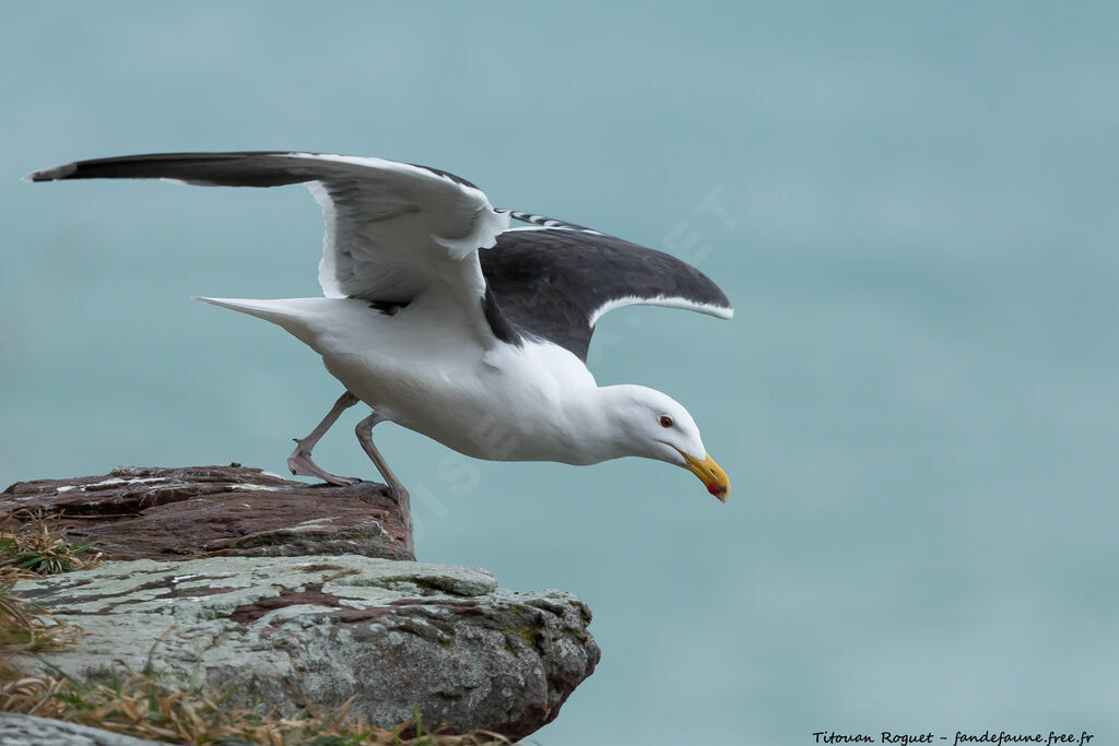 Great Black-backed Gull