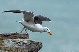 Great Black-backed Gull