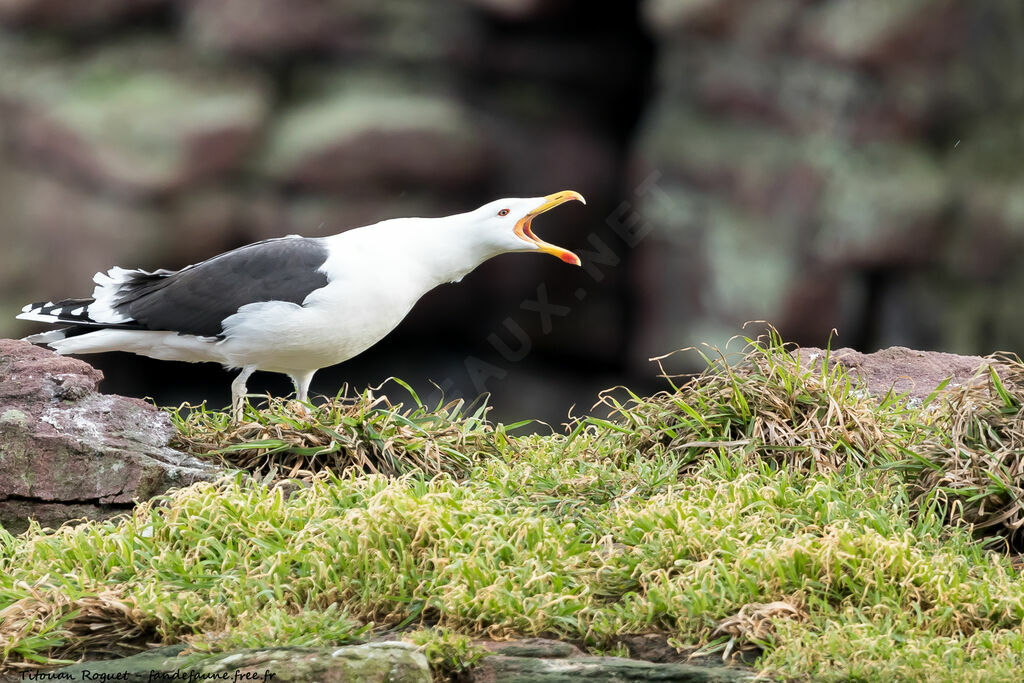 Great Black-backed Gull