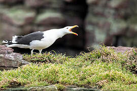 Great Black-backed Gull