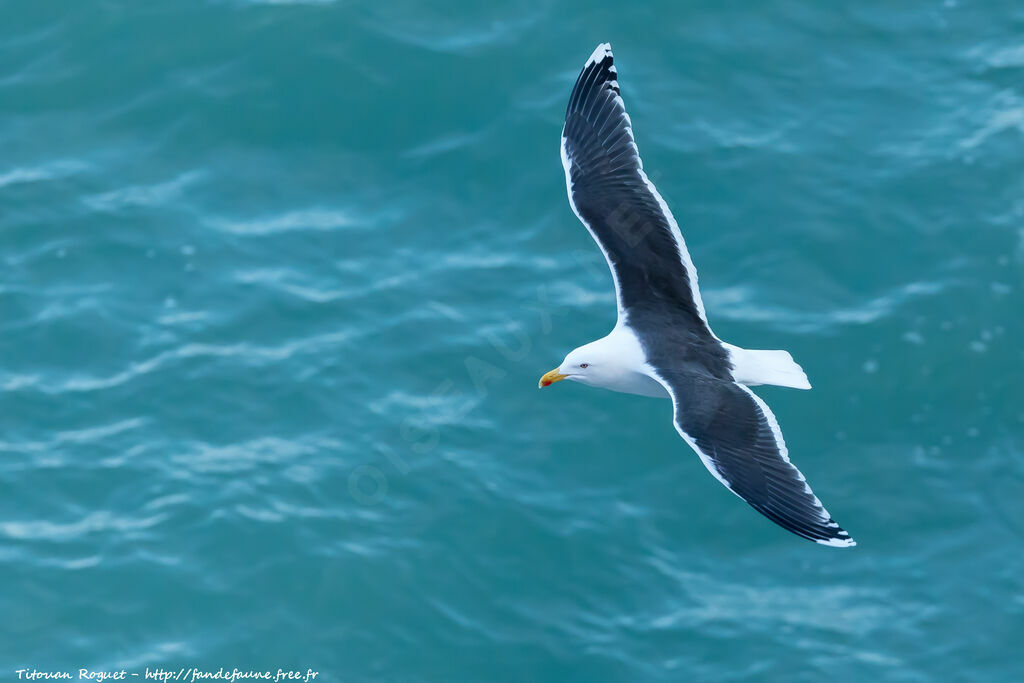 Great Black-backed Gull