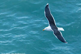 Great Black-backed Gull