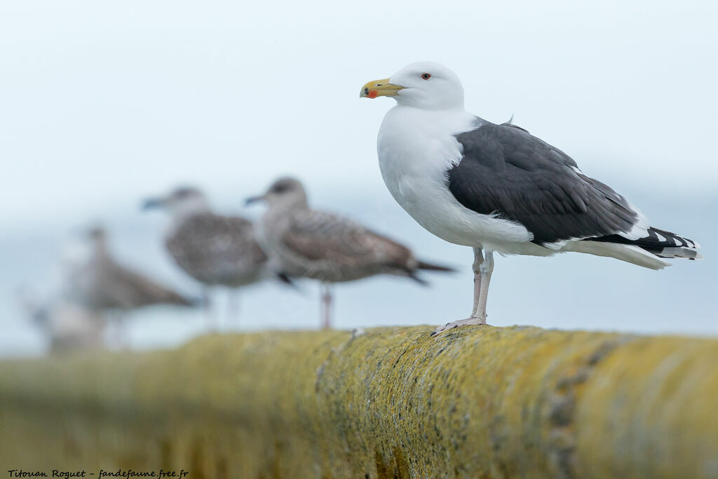 Great Black-backed Gull