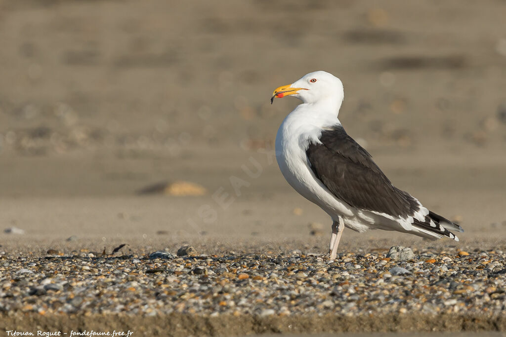 Great Black-backed Gull