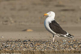 Great Black-backed Gull