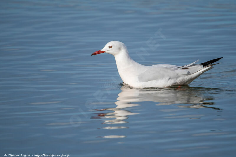 Slender-billed Gull, identification, swimming