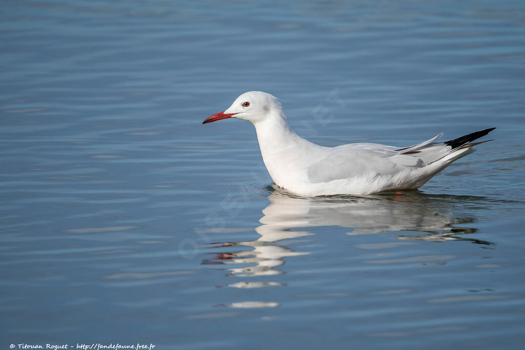 Goéland railleur, identification, nage