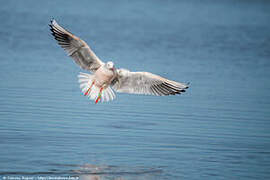 Slender-billed Gull