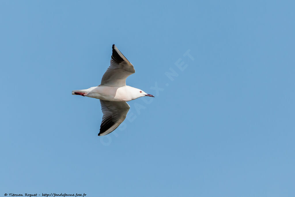 Slender-billed Gull, Flight