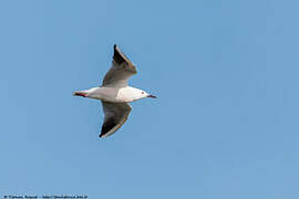 Slender-billed Gull