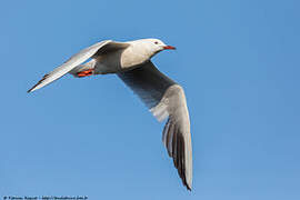 Slender-billed Gull