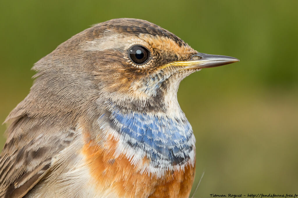 Bluethroat