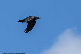 Northern Raven