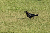 Grand Corbeau