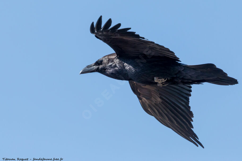 Northern Raven