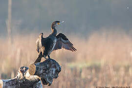 Great Cormorant