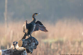 Grand Cormoran