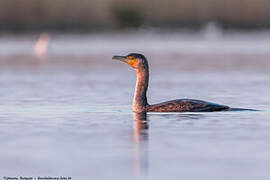 Great Cormorant