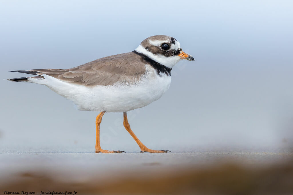 Common Ringed Plover