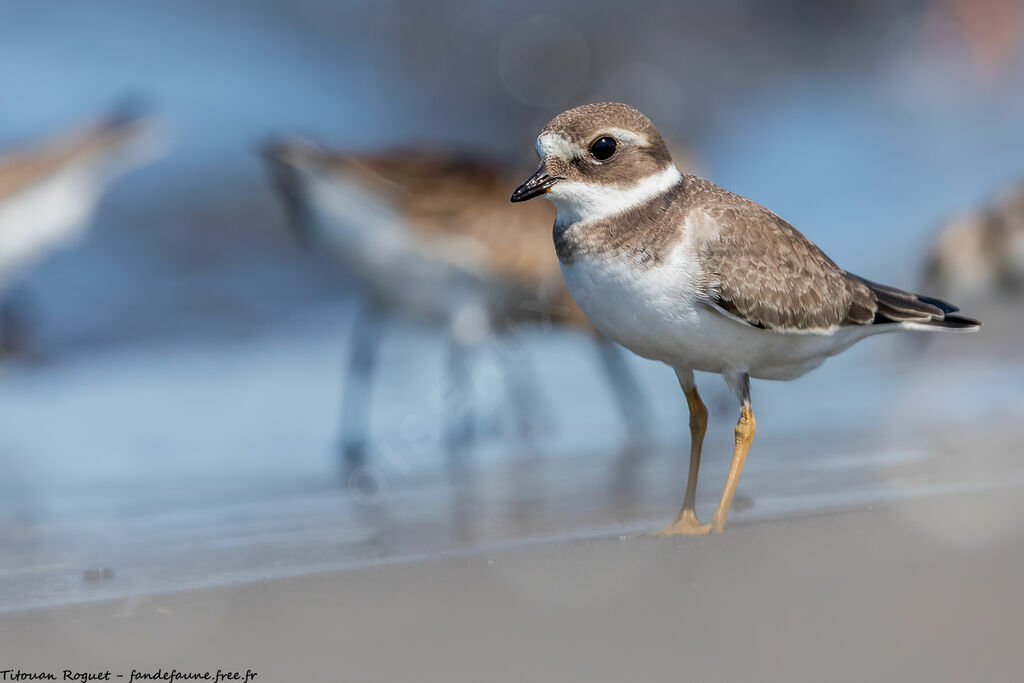 Common Ringed Plover