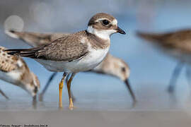 Common Ringed Plover