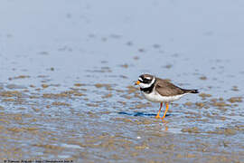 Common Ringed Plover