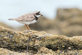 Common Ringed Plover