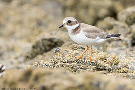 Common Ringed Plover