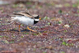 Common Ringed Plover