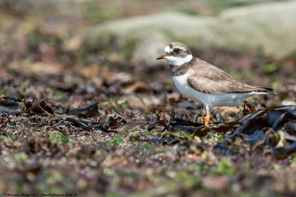 Common Ringed Plover