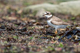 Common Ringed Plover