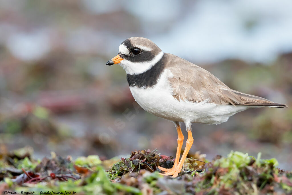 Common Ringed Plover