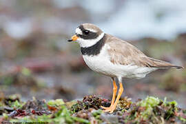 Common Ringed Plover