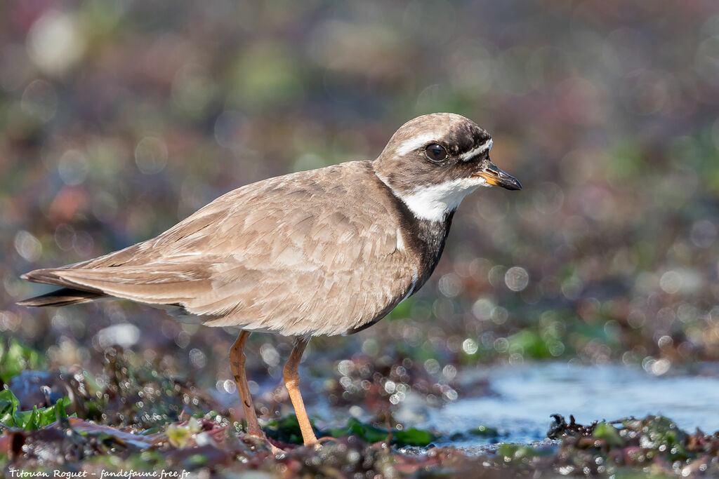 Common Ringed Plover