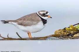 Common Ringed Plover