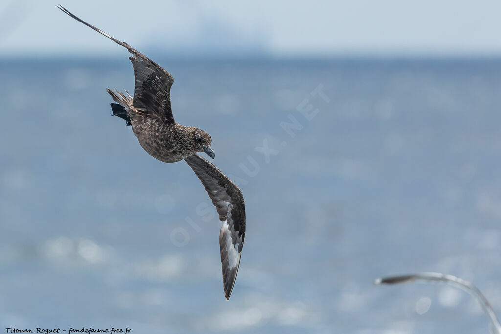 Great Skua