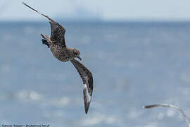 Great Skua