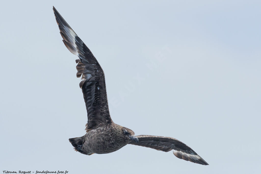 Great Skua