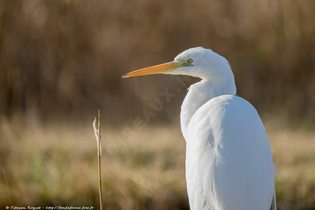 Grande Aigrette, identification, portrait