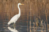 Grande Aigrette