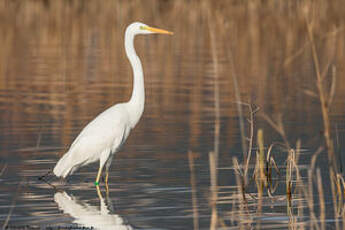 Grande Aigrette