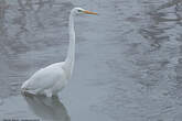 Grande Aigrette