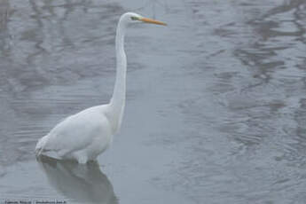 Grande Aigrette