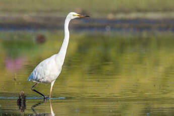 Grande Aigrette