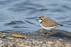 Kentish Plover