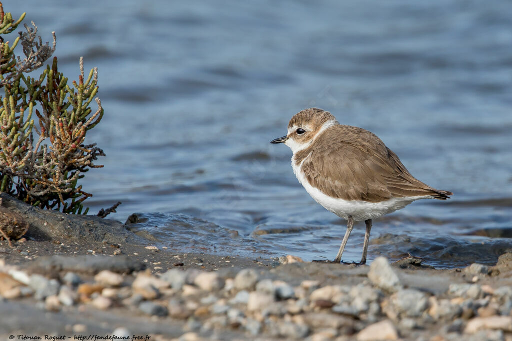 Kentish Plover female adult breeding, identification, close-up portrait, aspect, pigmentation